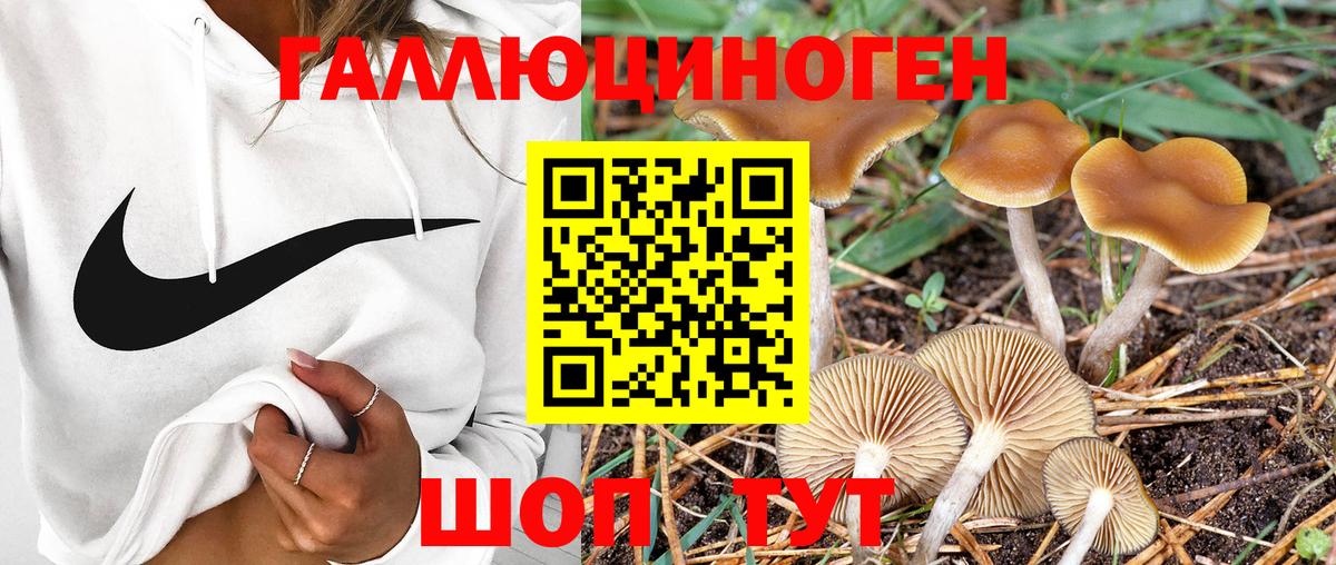 Псилоцибиновые грибы Psilocybe Видное